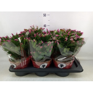 Schlumbergera ...