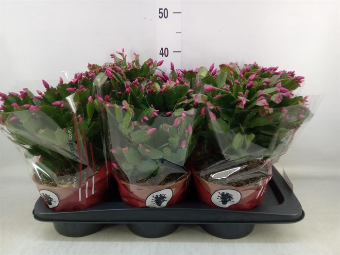 <h4>Schlumbergera   ...</h4>