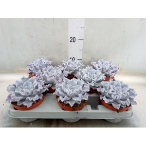 Echeveria   ...