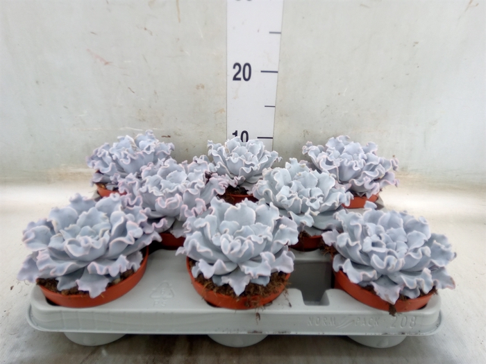<h4>Echeveria   ...</h4>