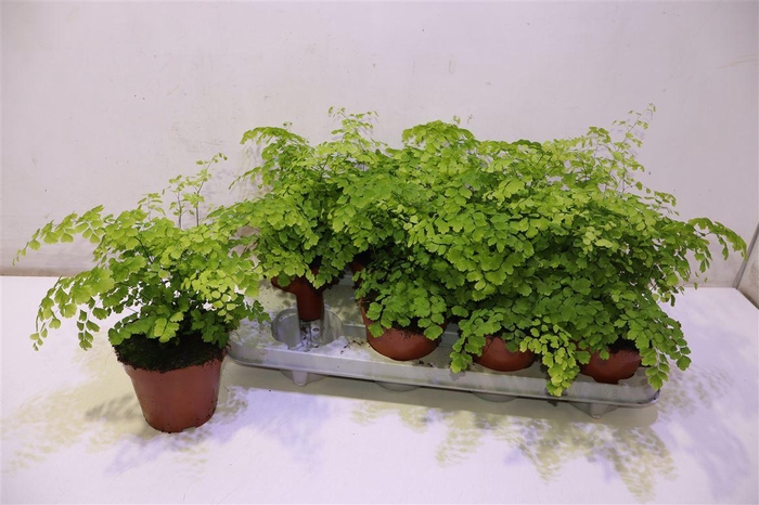 <h4>arr8 Adian Rad Fragrans</h4>