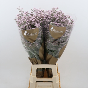 Limonium Safora Oshi Pink