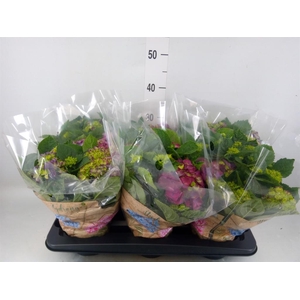 Hydrangea mac. 'Ningbo'