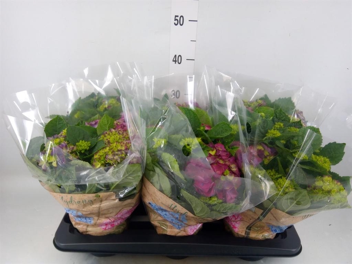<h4>Hydrangea mac. 'Ningbo'</h4>