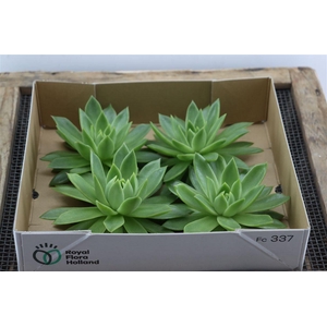 Echeveria Agavoides X4