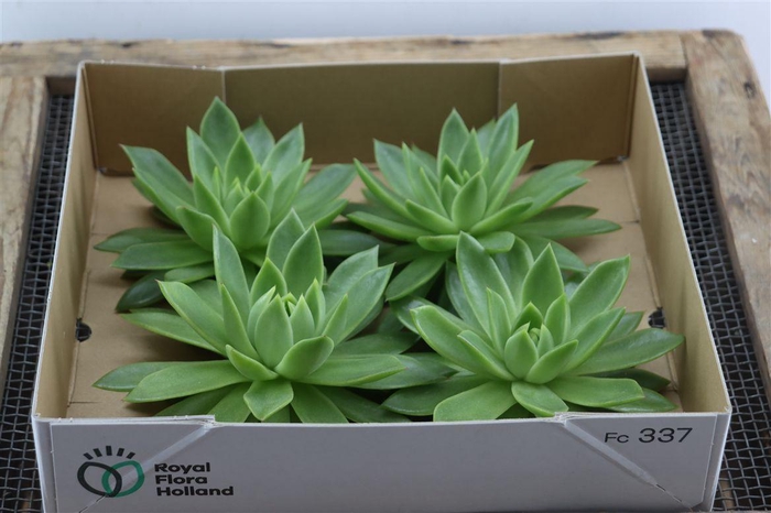 <h4>Echeveria Agavoides X4</h4>