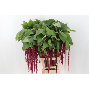 Amaranthus Cau Red Cord