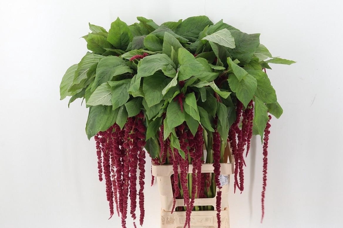 <h4>Amaranthus Cau Red Cord</h4>