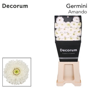 Germini Pomponi Amando Diamond per kaart