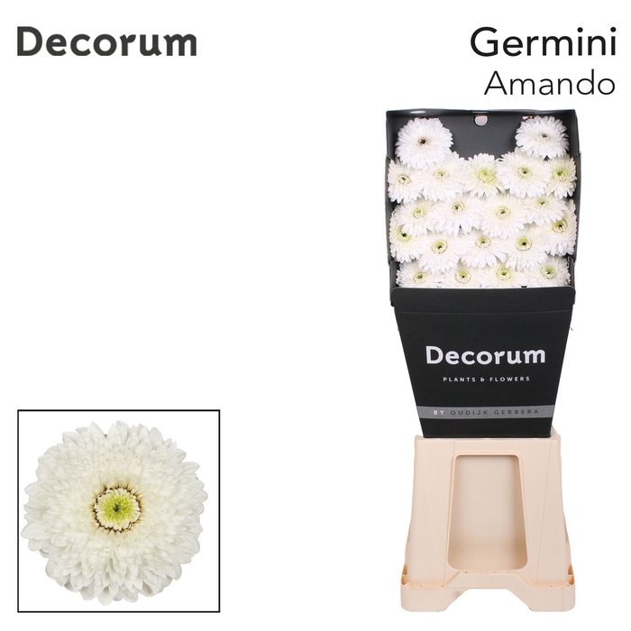 <h4>Germini Pomponi Amando Diamond per kaart</h4>