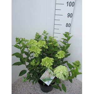 Hydrangea pan. Little Lime stuik 30-40 P26