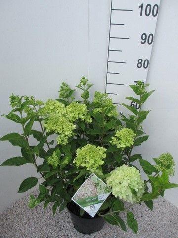 <h4>Hydrangea pan. Little Lime stuik 30-40 P26</h4>