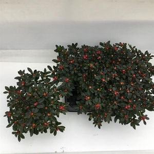 Rhododendron simsii Tamira 12Ø 25cm 25Ø