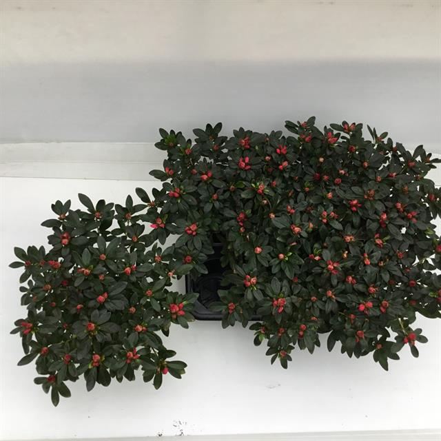 Rhododendron simsii Tamira 12Ø 25cm 25Ø