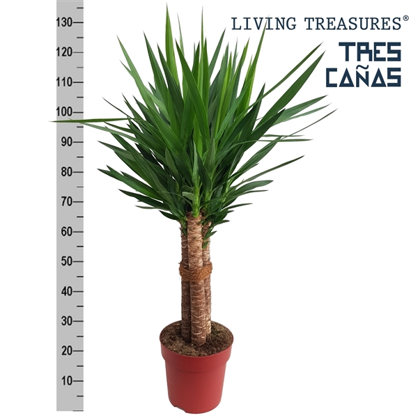 <h4>Yucca "Tres Cañas" 60stam P27</h4>