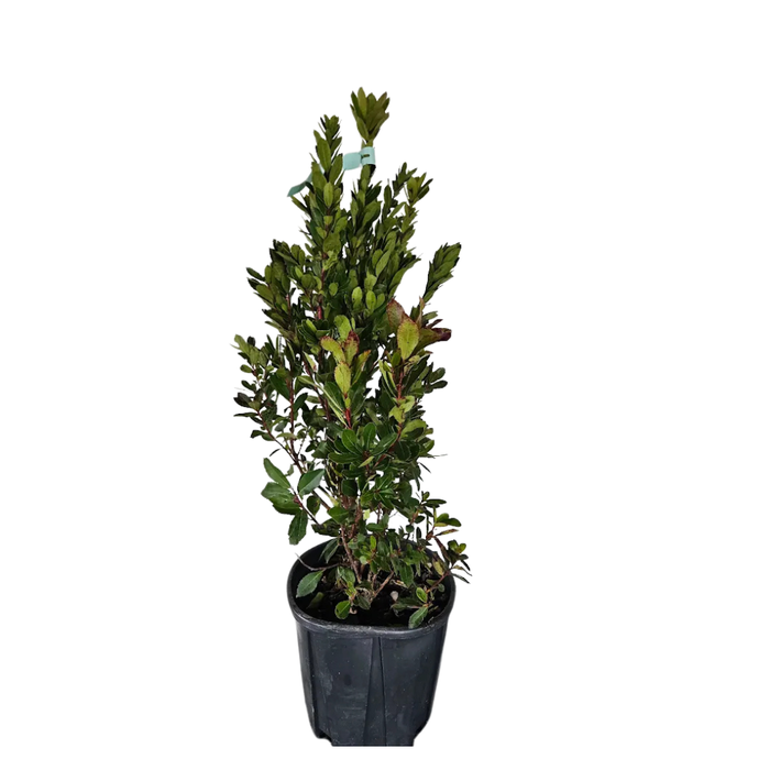 <h4>Arbutus unedo</h4>
