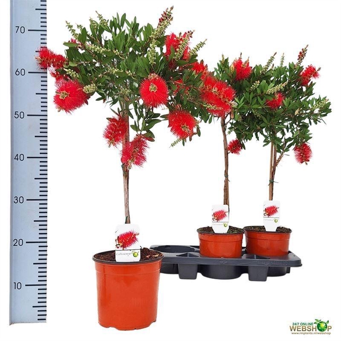 <h4>CALLISTEMON CITRINUS</h4>