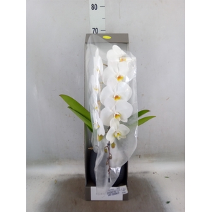 Phalaenopsis   ...white