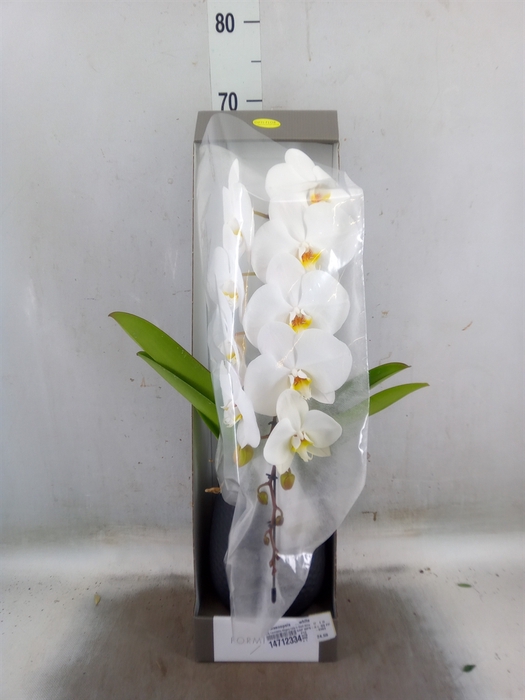 <h4>Phalaenopsis   ...white</h4>