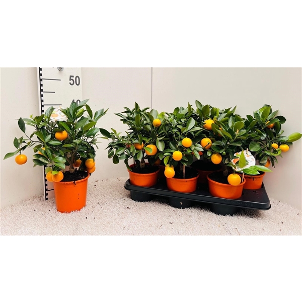 <h4>Citrus Calamondin medium-stem (s2)</h4>