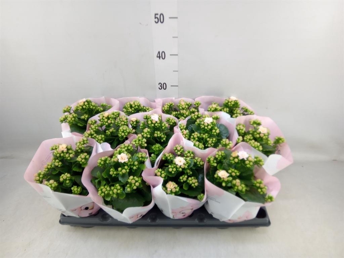 <h4>Kalanchoe   ...</h4>