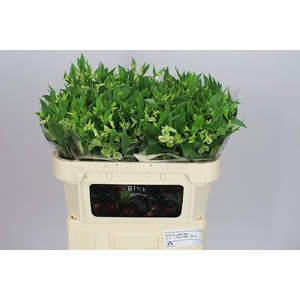 Alstro Charm Jade