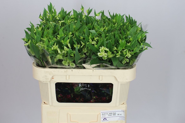 <h4>Alstro Charm Jade</h4>