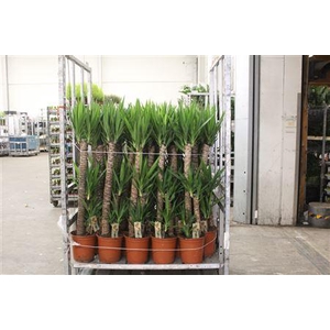 Yucca 90-45-20 Cm