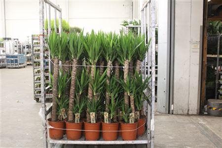 <h4>Yucca 90-45-20 Cm</h4>