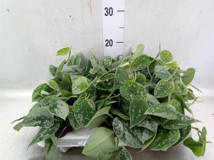 <h4>Scindapsus pictus 'Silvery Ann'</h4>