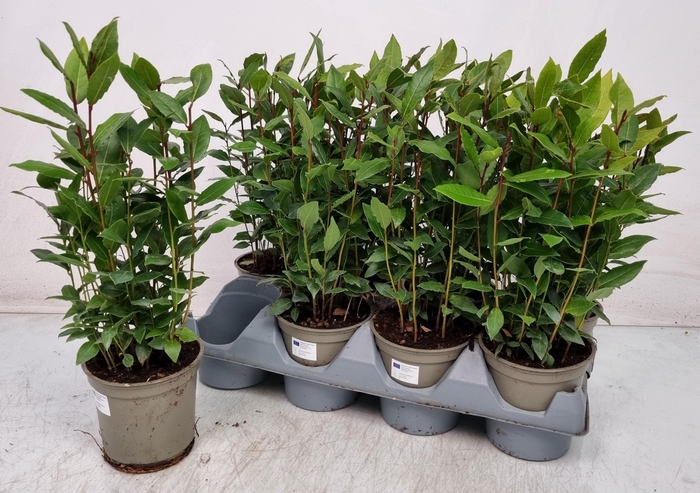 <h4>LAU NOBILIS</h4>