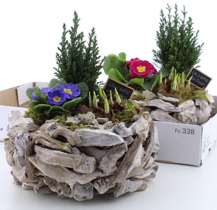 <h4>ARR PL IN SCHAAL</h4>