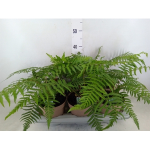 Dicksonia antarctica