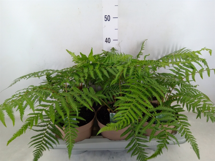 <h4>Dicksonia antarctica</h4>