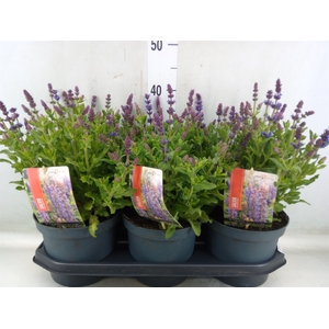 Salvia nemorosa 'Sensation Blue Dp'