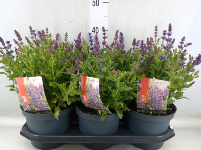 <h4>Salvia nemorosa 'Sensation Blue Dp'</h4>