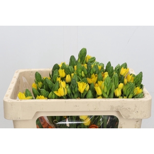 Ornithogalum Dubium Yellow Asa