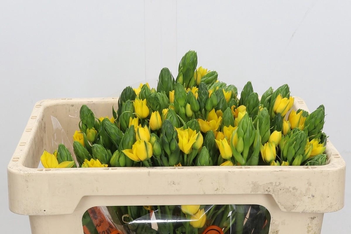 <h4>Ornithogalum Dubium Yellow Asa</h4>