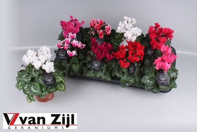 <h4>CYCL KL GARDEN</h4>