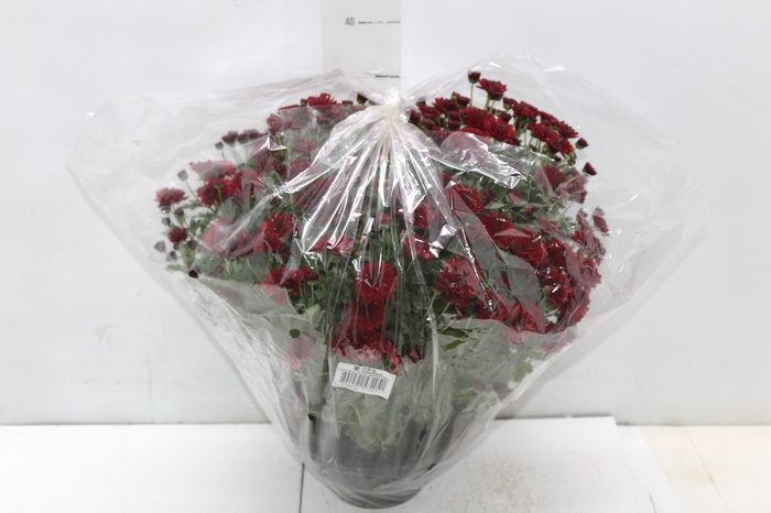 <h4>CRISANTEMO BOLA BELGA JASODA C18 VERMELHO</h4>