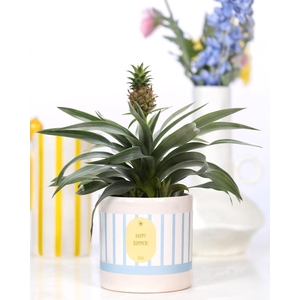 Ananas Rosita Gift P&PURE cadeau concept: Happy Summer!