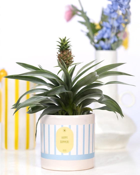 <h4>Ananas Rosita Gift P&PURE cadeau concept: Happy Summer!</h4>