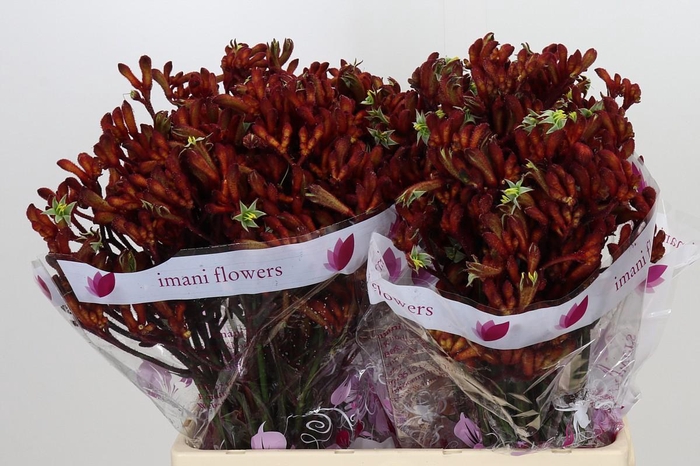 <h4>Anigozanthos Early Spring</h4>