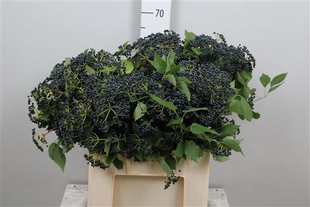 <h4>Vibur Dark Bl Herman</h4>