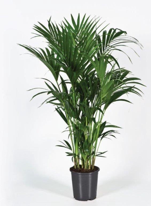 <h4>Howea forsteriana 150cm (Kentia)</h4>
