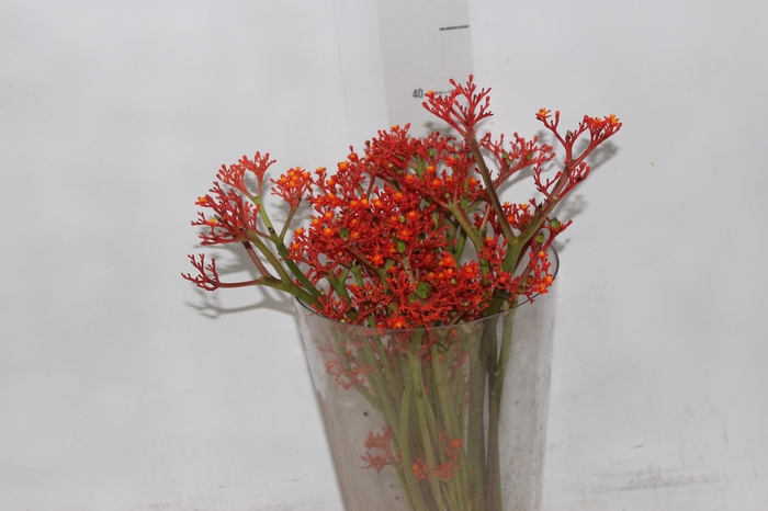 <h4>JATROPHA FLOR</h4>