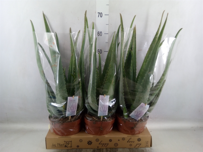 <h4>Aloe vera</h4>