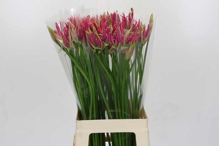 <h4>Nerine Alexandra</h4>