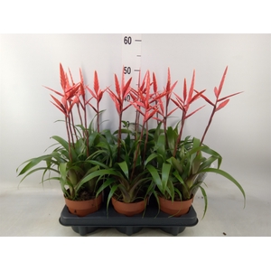 Vriesea  'Elan'