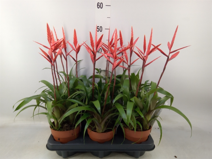 <h4>Vriesea  'Elan'</h4>